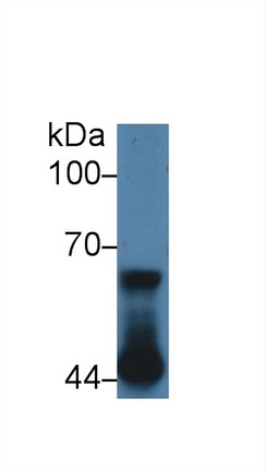 62kDa核孔蛋白(NUP62)多克隆抗體