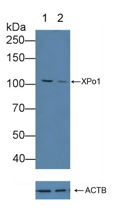 輸出蛋白1(XPO1)多克隆抗體
