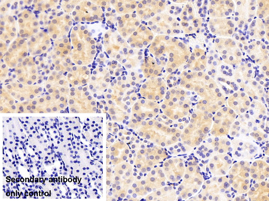 11-β-羥基類固醇脫氫酶1(HSD11b1)多克隆抗體