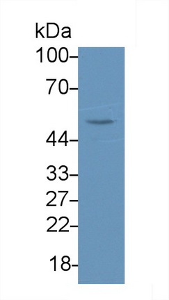 α1,4-半乳糖基转移酶(a4GALT)多克隆抗体