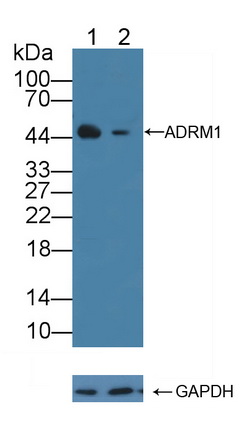 粘附调节分子1(ADRM1)多克隆抗体