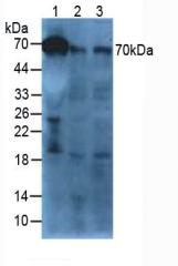 α白蛋白(AFM)多克隆抗体