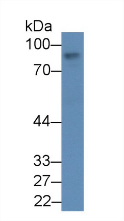 α白蛋白(AFM)多克隆抗体