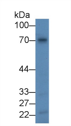 α白蛋白(AFM)多克隆抗体