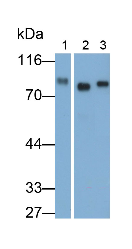 α白蛋白(AFM)多克隆抗体