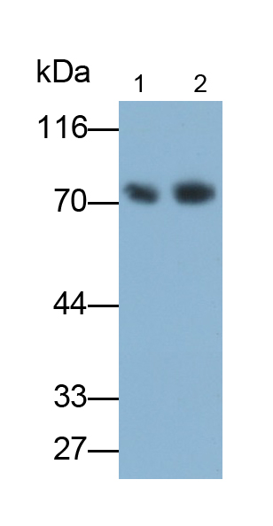 α白蛋白(AFM)多克隆抗體