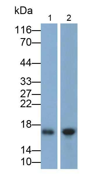 前梯度蛋白2(AGR2)多克隆抗體