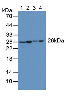 腺苷酸激酶2(AK2)多克隆抗体