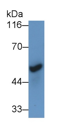烟碱型胆碱受体α7(CHRNa7)多克隆抗体