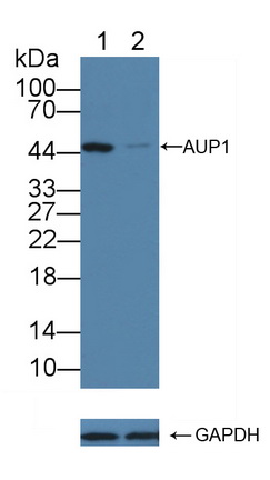 原始广泛存在蛋白1(AUP1)多克隆抗体