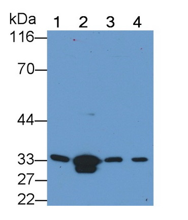 胱天蛋白酶6(CASP6)多克隆抗體