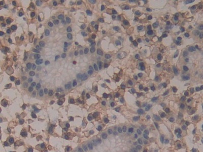 膜联蛋白A6(ANXA6)多克隆抗体