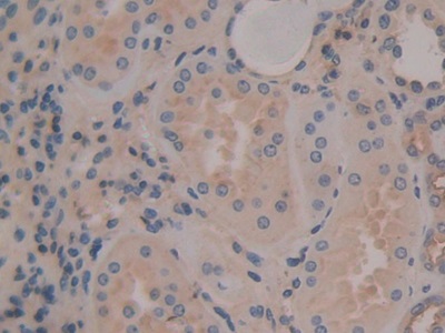 膜联蛋白A6(ANXA6)多克隆抗体