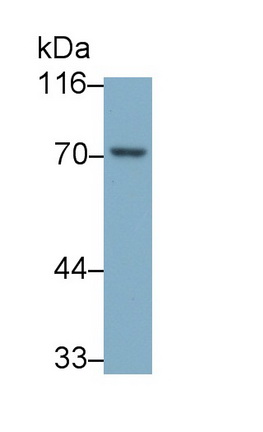 膜联蛋白A6(ANXA6)多克隆抗体