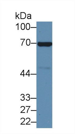 膜联蛋白A6(ANXA6)多克隆抗体