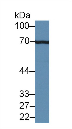 膜联蛋白A6(ANXA6)多克隆抗体