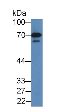膜联蛋白A6(ANXA6)多克隆抗体