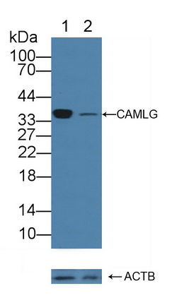 钙调节配体(CAMLG)多克隆抗体