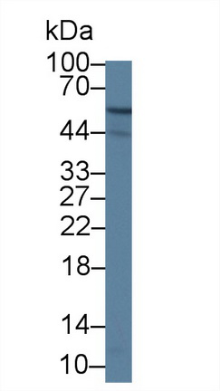 钙激活核苷酸酶1(CANT1)多克隆抗体