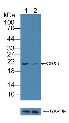 染色框同源物3(CBX3)多克隆抗体