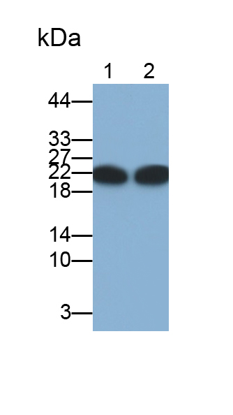 染色框同源物3(CBX3)多克隆抗體