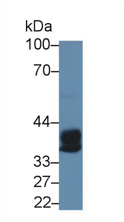 羧肽酶A3(CPA3)多克隆抗體