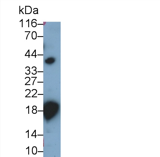 18kDa阳离子抗菌肽(CAMP)多克隆抗体