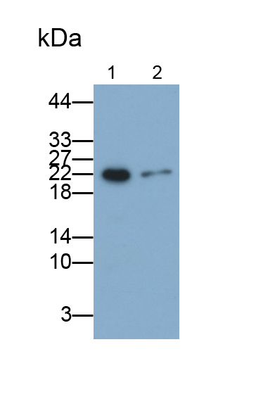 内皮细胞特异分子1(ESM1)多克隆抗体
