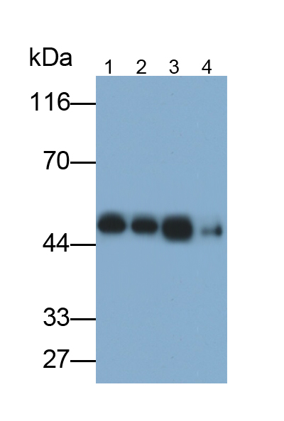 脂筏特征蛋白2(FLOT2)多克隆抗體