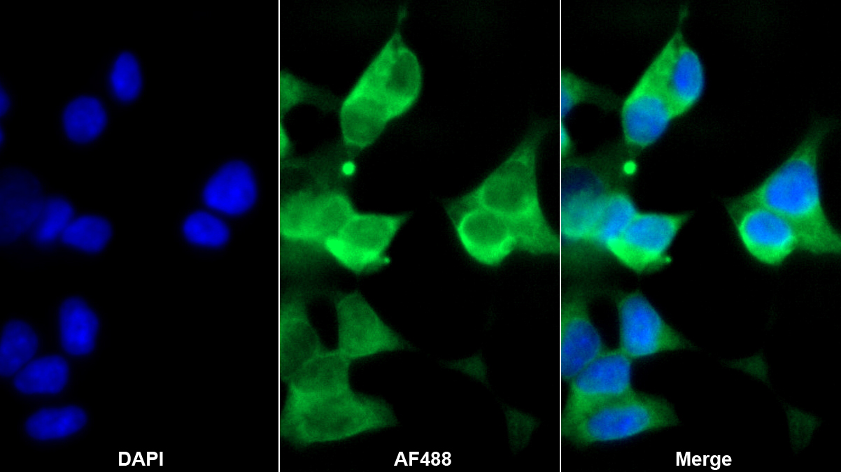 脂筏特征蛋白2(FLOT2)多克隆抗体