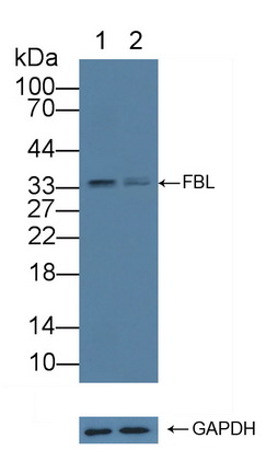 纤维蛋白(FBL)多克隆抗体