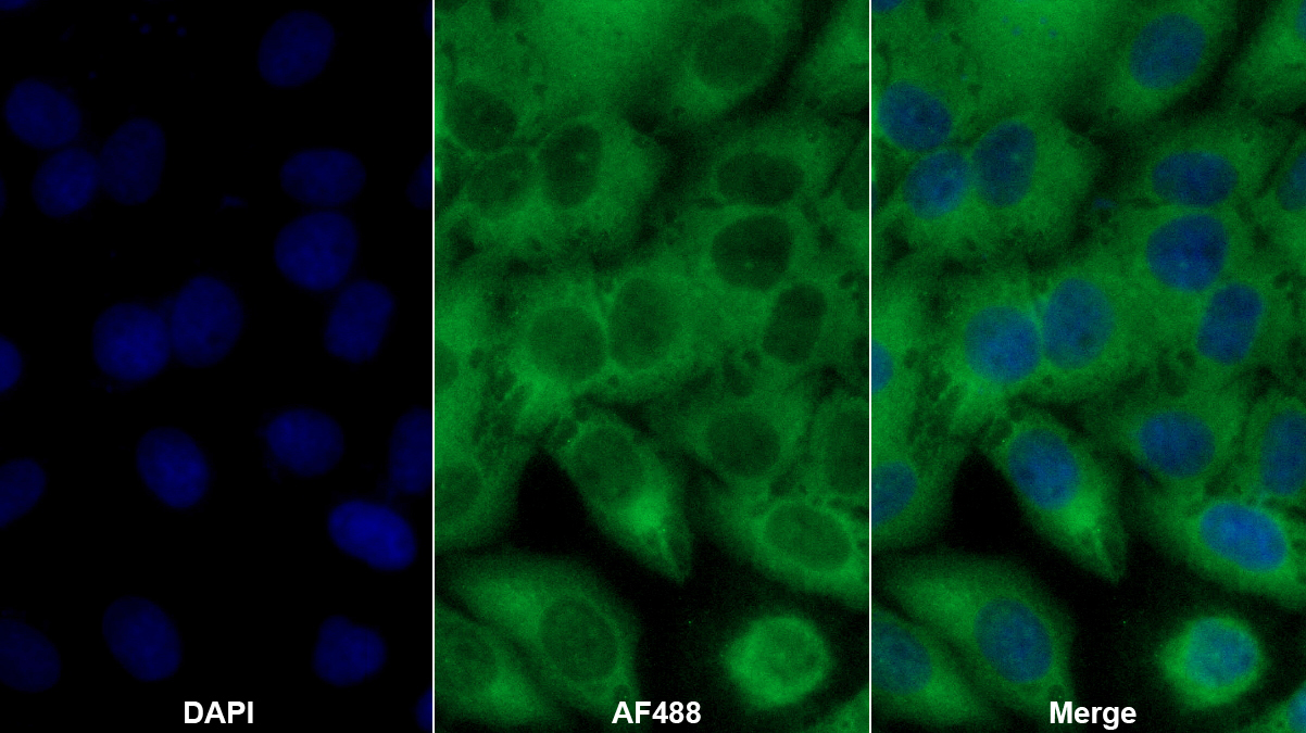 弗林蛋白酶(FUR)多克隆抗體