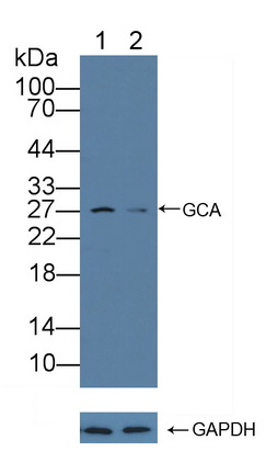粒钙蛋白(GCA)多克隆抗体