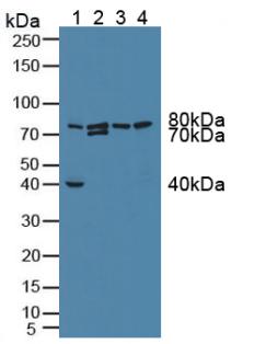 线粒体G延伸因子1(GFM1)多克隆抗体