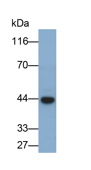 間隙連接蛋白β1(GJb1)多克隆抗體