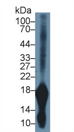 胃動蛋白1(GKN1)多克隆抗體