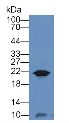 胃動(dòng)蛋白1(GKN1)多克隆抗體