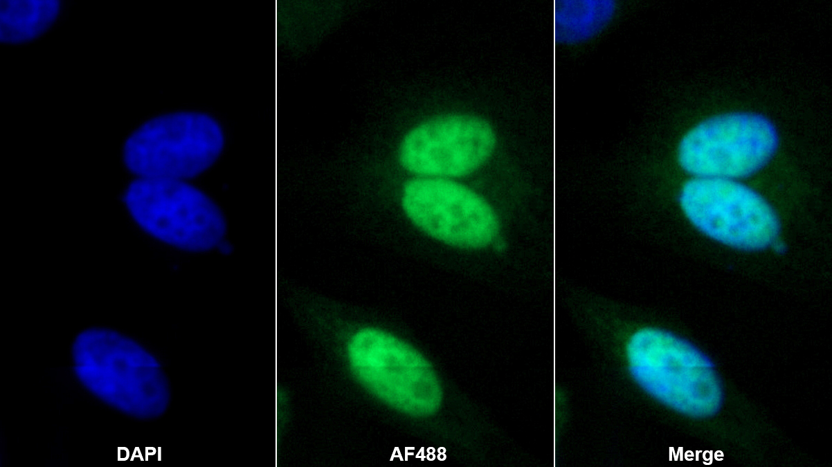 聯(lián)會蛋白(GMNN)多克隆抗體