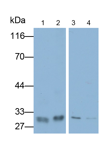 組蛋白H1(H1)多克隆抗體