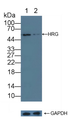 组氨酸丰富糖蛋白(HRG)多克隆抗体