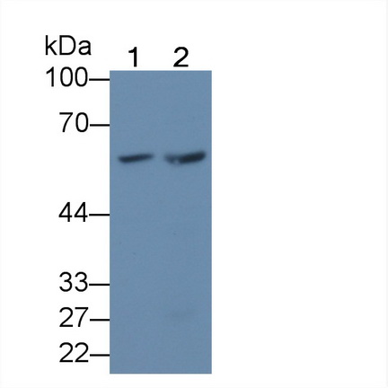亲核素α3(KPNa3)多克隆抗体