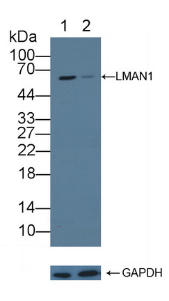 甘露糖结合凝集素1(LMAN1)多克隆抗体