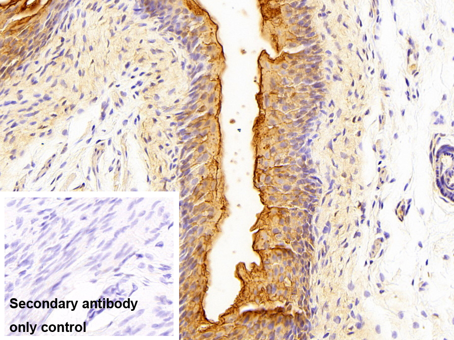 尿溶蛋白1A(UPK1A)多克隆抗體