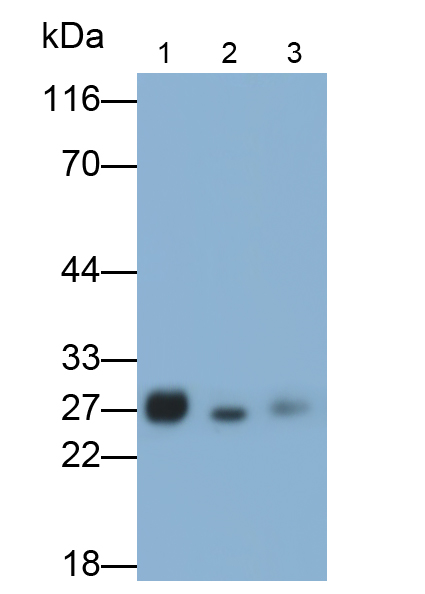 尿溶蛋白1A(UPK1A)多克隆抗體