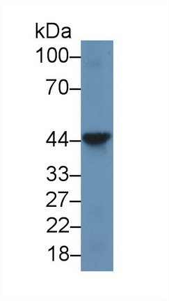 線(xiàn)粒體融合素1(MFN1)多克隆抗體