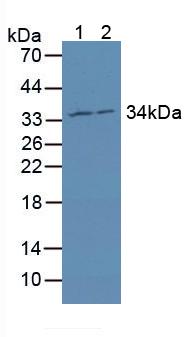 线粒体核糖体蛋白L1(MRPL1)多克隆抗体