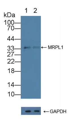 线粒体核糖体蛋白L1(MRPL1)多克隆抗体