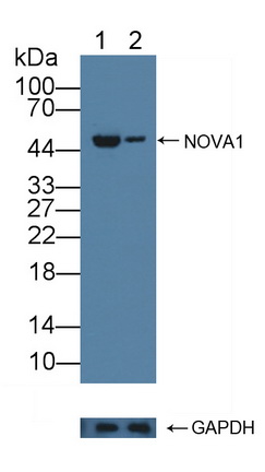 神经肿瘤腹侧抗原1(NOVA1)多克隆抗体