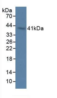 2',5'-寡腺苷酸合成酶1(OAS1)多克隆抗體