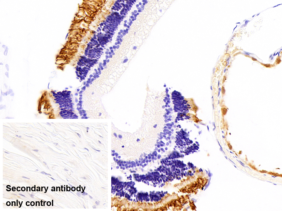 视紫质(RHO)多克隆抗体